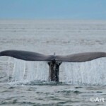 Whale Tail