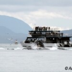 Allen Marine Tours boat & Bubble feeding.
